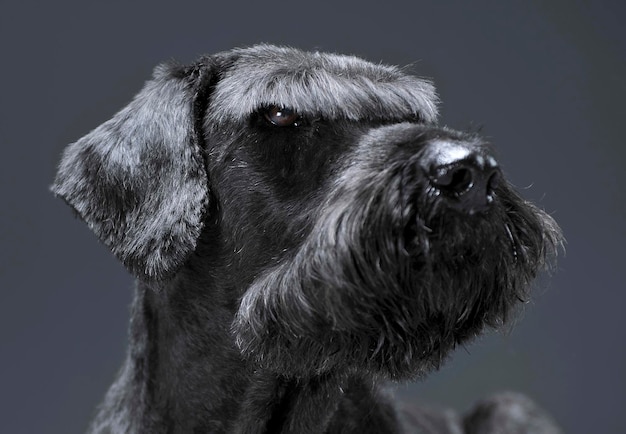 Close-up van een hond tegen een grijze achtergrond