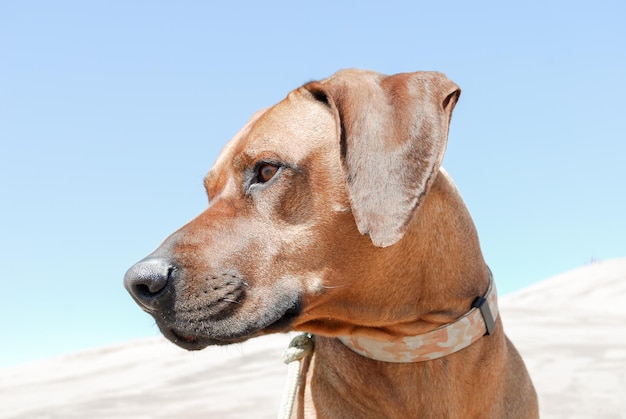 Close-up van een hond tegen een heldere hemel