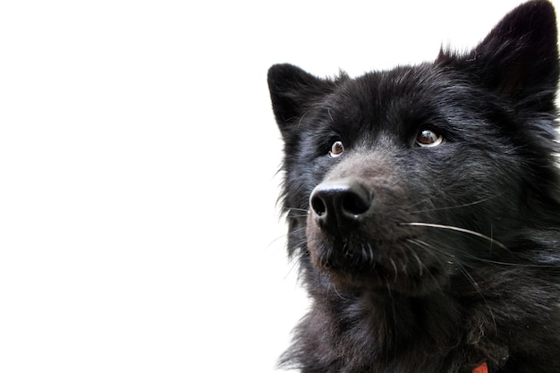 Close-up van een hond tegen een heldere lucht