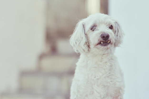 Close-up van een hond tegen een trap