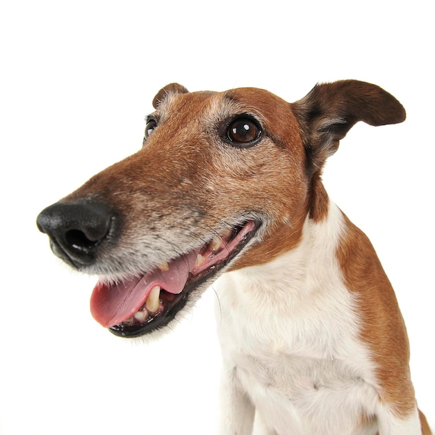 Close-up van een hond tegen een witte achtergrond