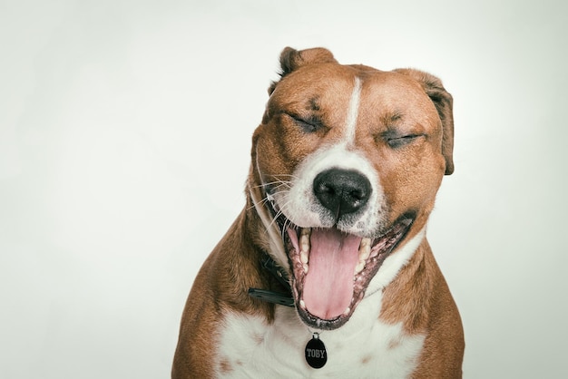 Close-up van een hond tegen een witte achtergrond