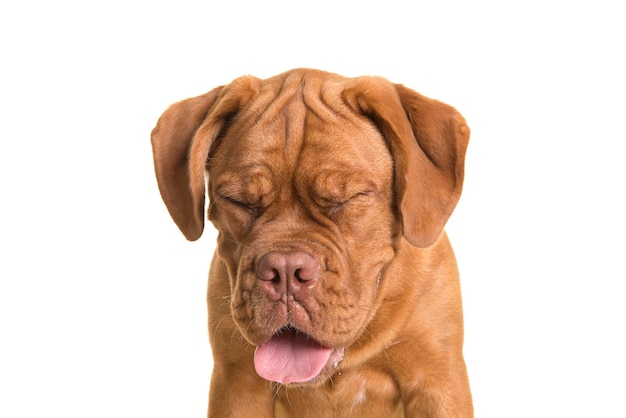 Close-up van een hond tegen een witte achtergrond