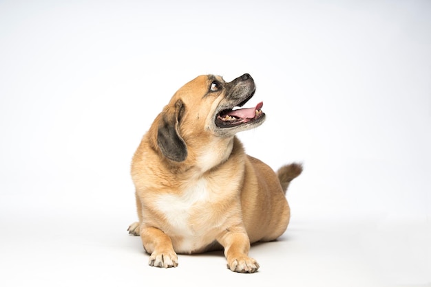 Foto close-up van een hond tegen een witte achtergrond