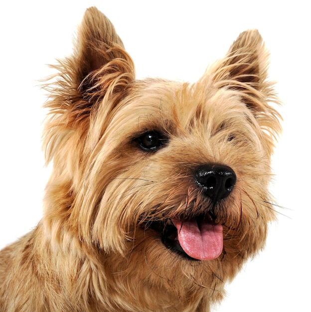 Close-up van een hond tegen een witte achtergrond