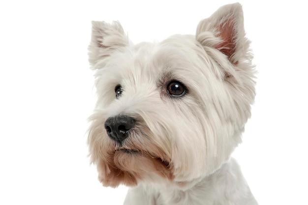 Close-up van een hond tegen een witte achtergrond