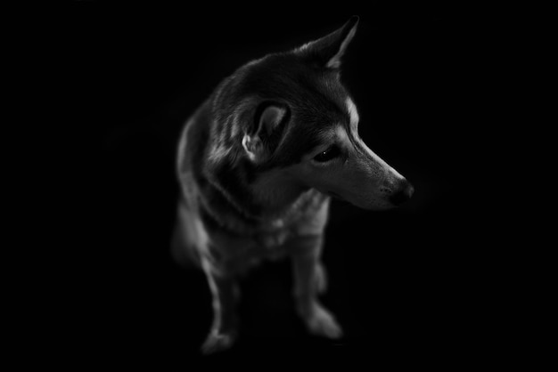 Close-up van een hond tegen een zwarte achtergrond