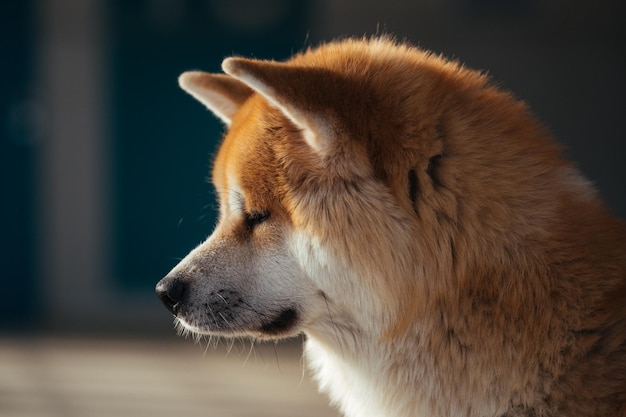 Close-up van een hond thuis
