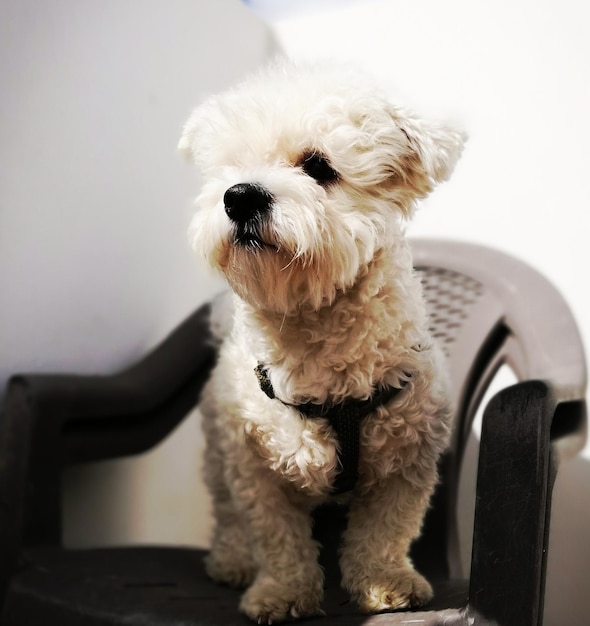 Close-up van een hond thuis