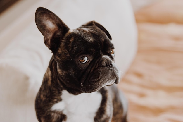 Close-up van een hond thuis