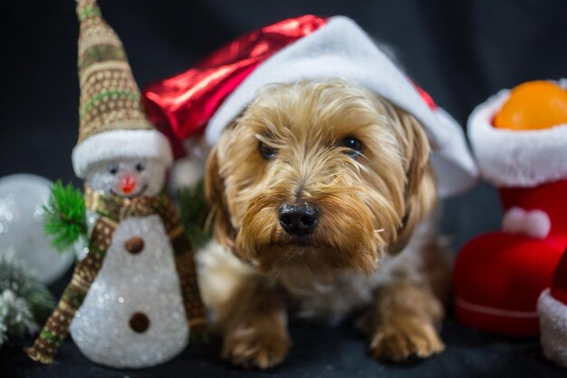 Close-up van een hond tijdens Kerstmis