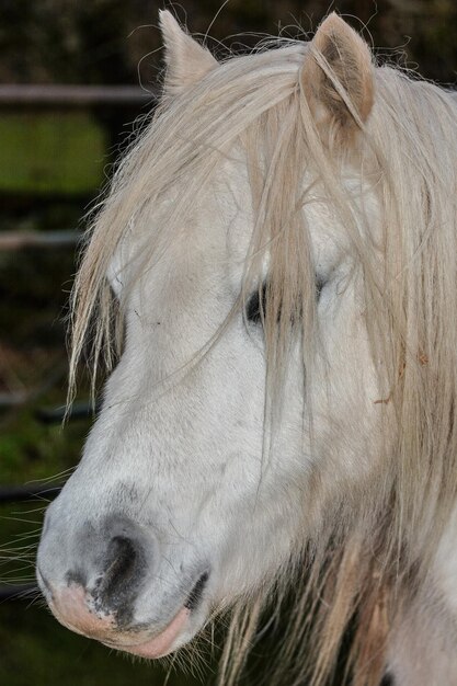 Foto close-up van een hond