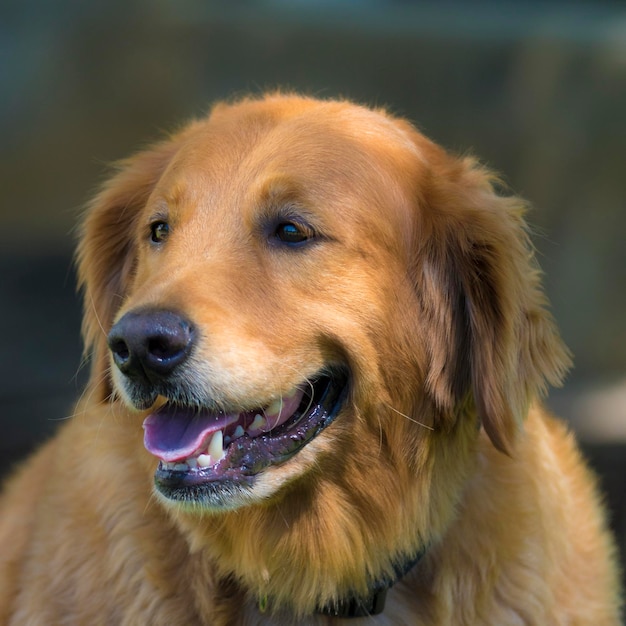 Close-up van een hond