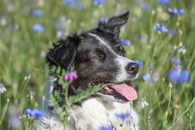 Foto close-up van een hond