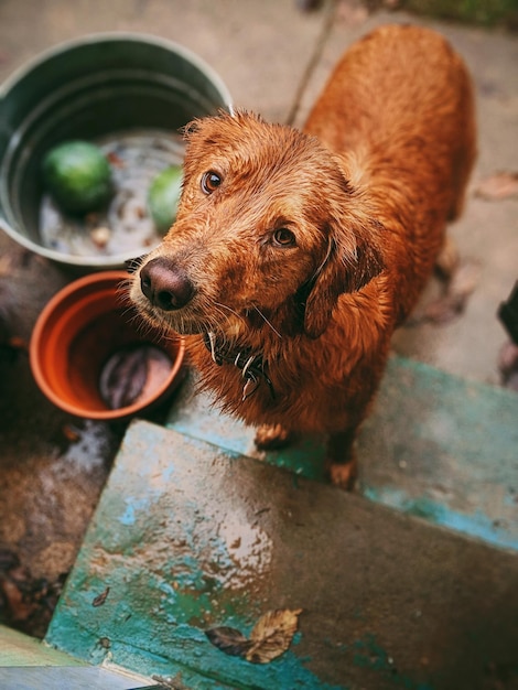 Close-up van een hond