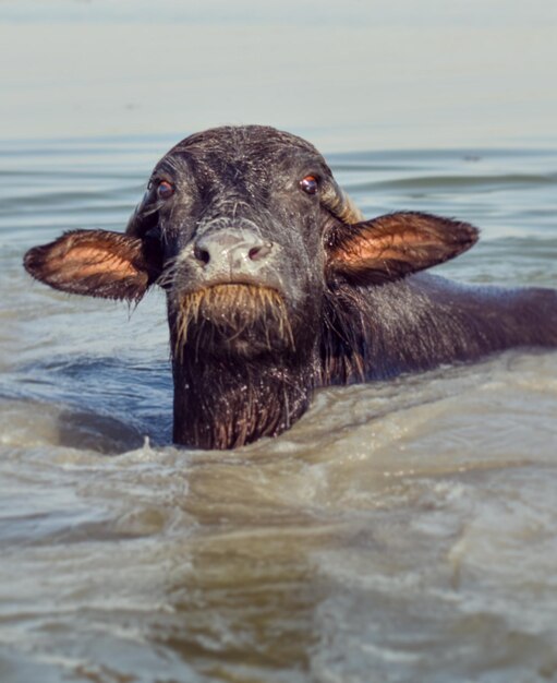 Foto close-up van een hond