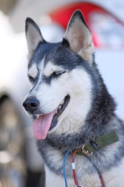 Foto close-up van een hond