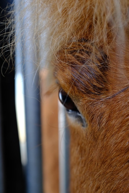 Close-up van een hond