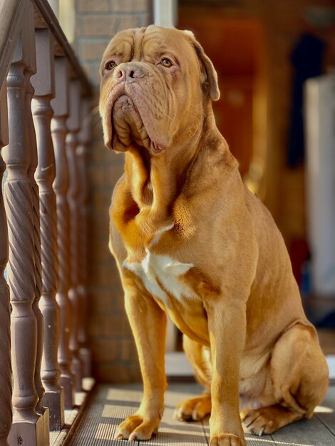 Foto close-up van een hond