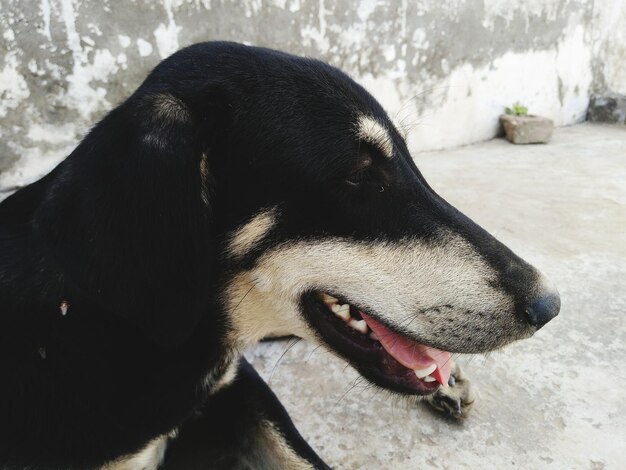 Close-up van een hond