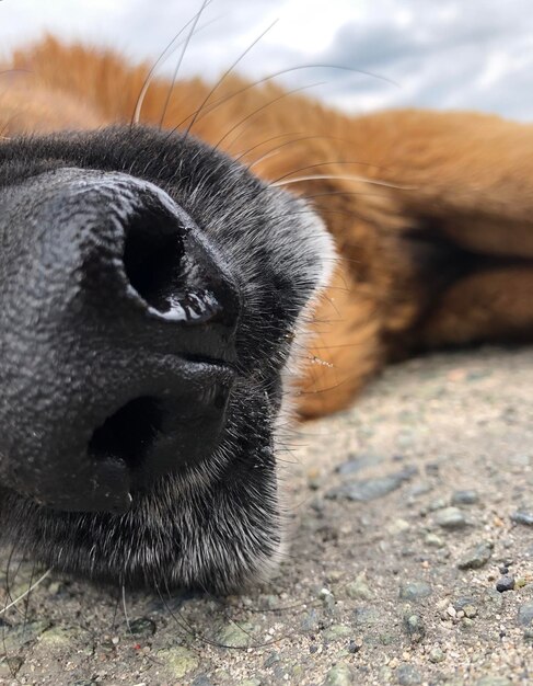 Foto close-up van een hond