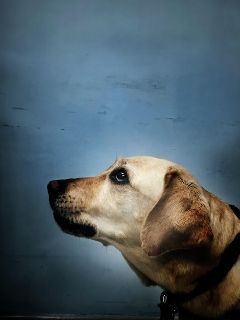 Close-up van een hond