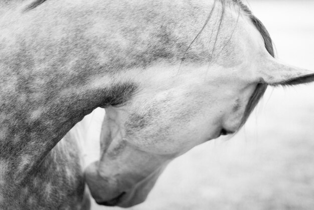 Foto close-up van een hond