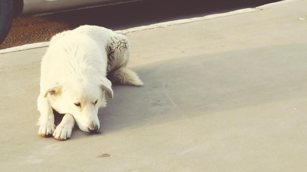 Close-up van een hond