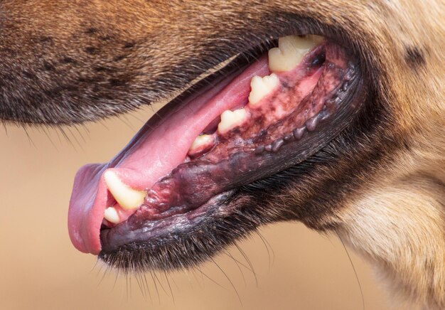 Foto close-up van een hond