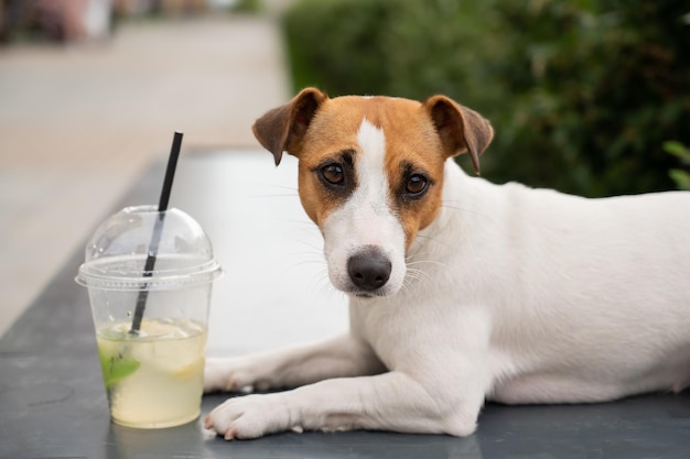 Close-up van een hond