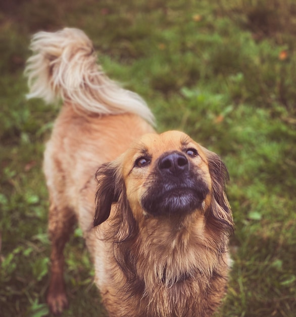 Foto close-up van een hond