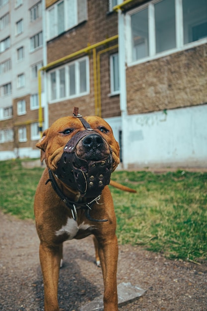 Foto close-up van een hond