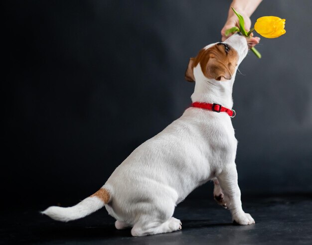 Close-up van een hond