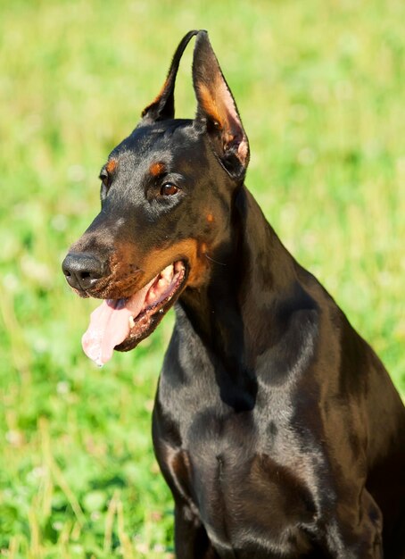 Foto close-up van een hond