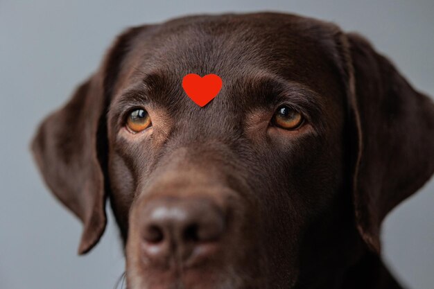 Foto close-up van een hond