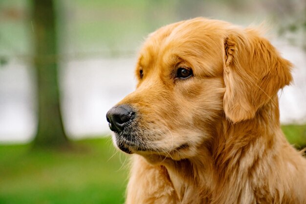 Foto close-up van een hond