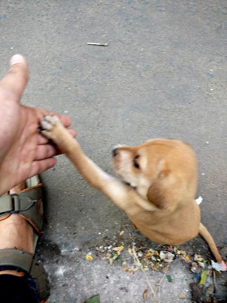 Foto close-up van een hond