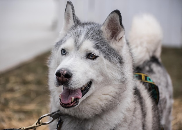 Close-up van een hond