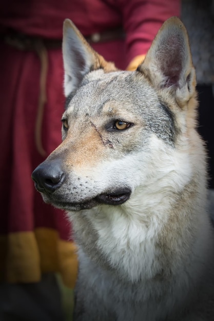 Foto close-up van een hond