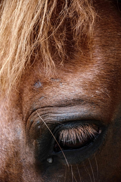 Foto close-up van een hond