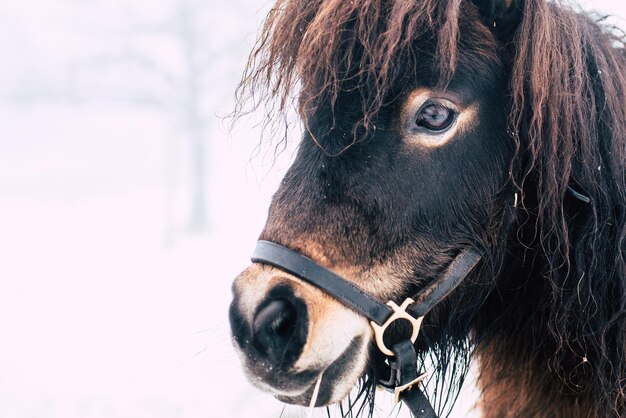 Foto close-up van een hond