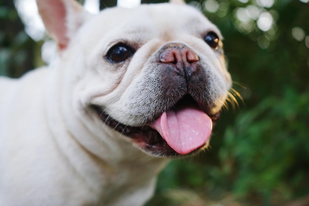 Close-up van een hond