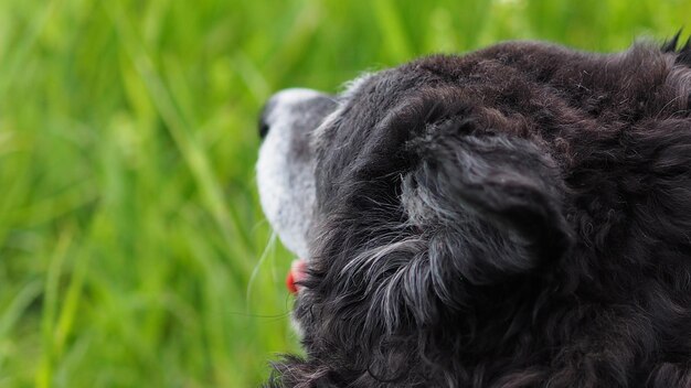 Foto close-up van een hond