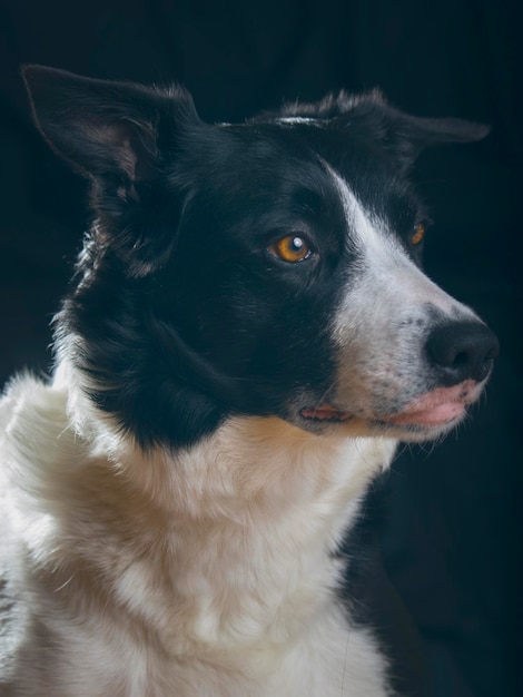 Close-up van een hond