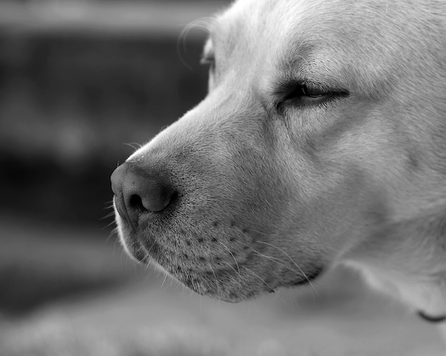 Foto close-up van een hond