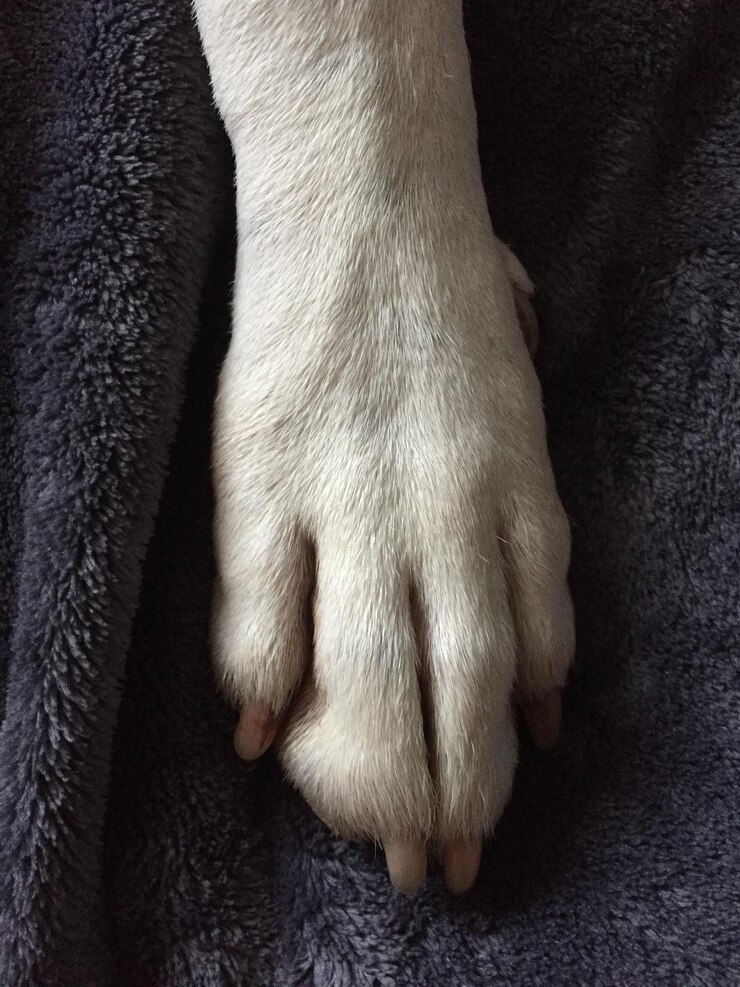 Foto close-up van een hond