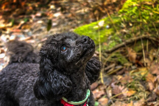 Foto close-up van een hond