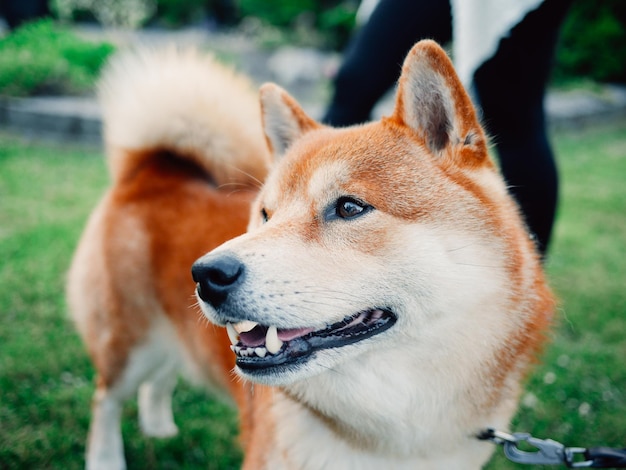 Foto close-up van een hond