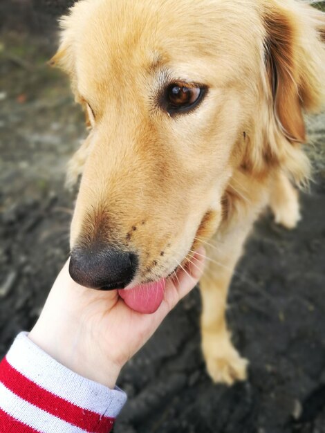 Foto close-up van een hond