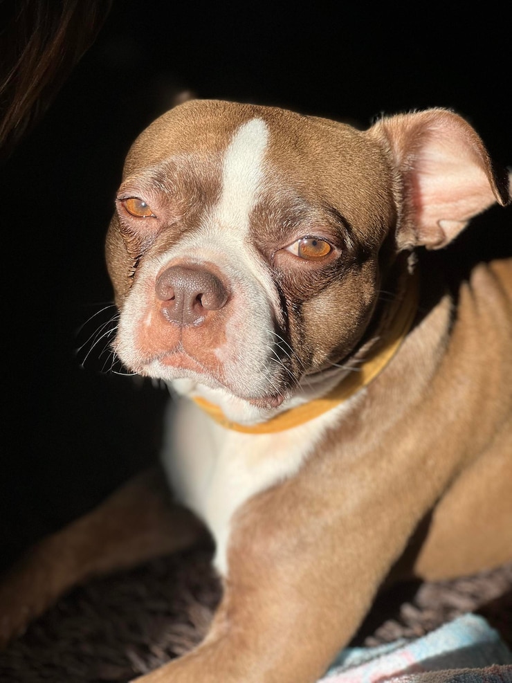 Foto close-up van een hond
